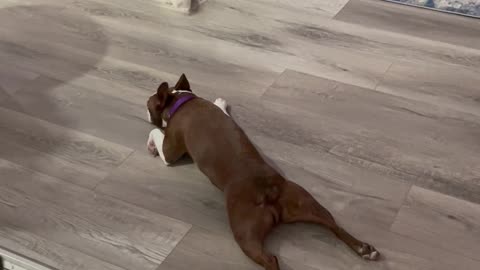 Boston Terrier Does a Running Sploot