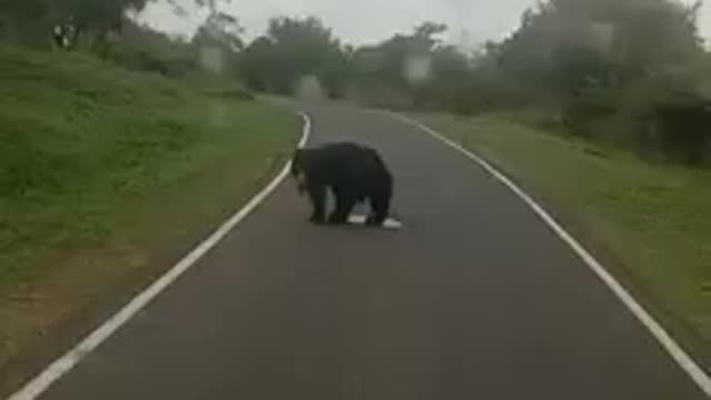Bear blocked road making toilets on the road!funny