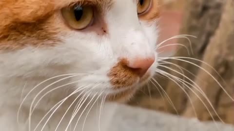 Cat video
