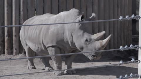 a rhino at a zoo in captivity