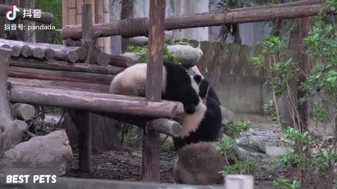Super Cute Adorable Panda Playing