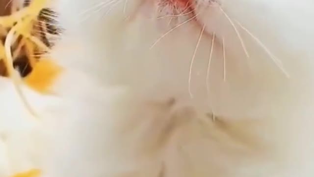 Meow, meow! Meow, are you talking sweetly?
