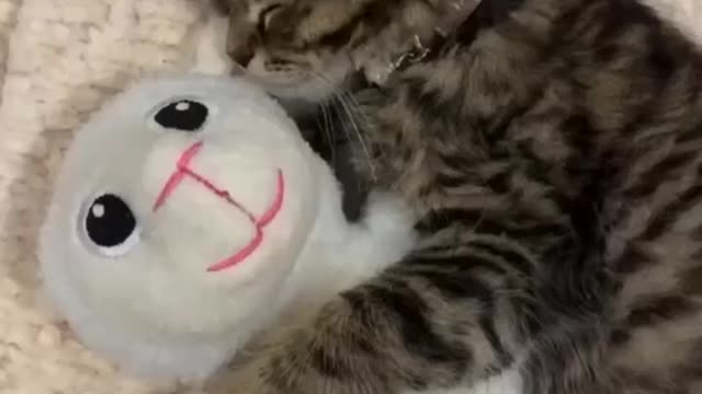 Aww Cute and Funny Cat Videos, Try Not To Laugh😂, Best Funny