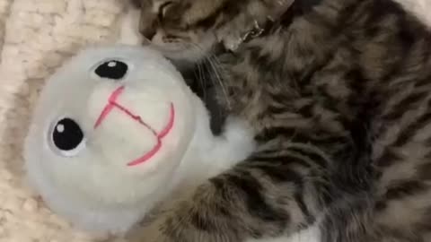 Aww Cute and Funny Cat Videos, Try Not To Laugh😂, Best Funny