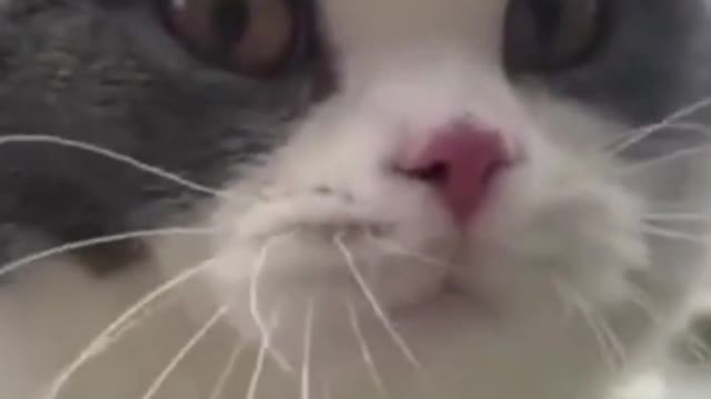 CATS TALKING! Adorable Cats can speak English