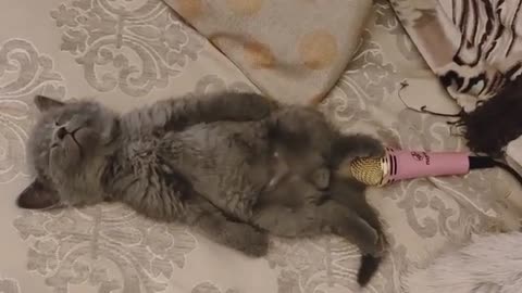 This is not a farting cat