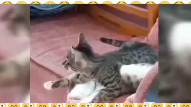 The best funny animal videos on the internet