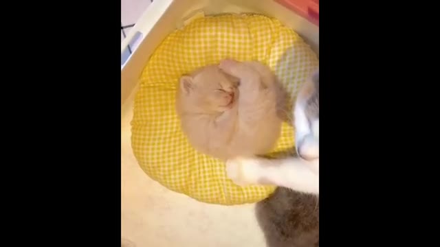 Cute baby pets 😍😍😍😍😍 Funny Videos Compilations #6