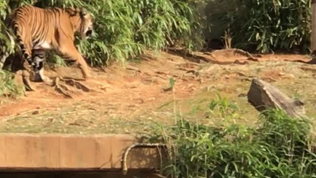 Terrifying tiger steps🐅🐯🐯