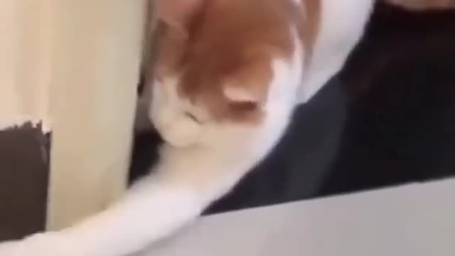 cute cats ❤️ funny cats and dog 🐈 funny animals videos compilation #shorts