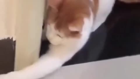 cute cats ❤️ funny cats and dog 🐈 funny animals videos compilation #shorts