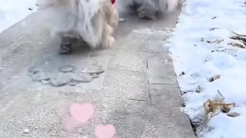 The dog is always sticking out its tongue