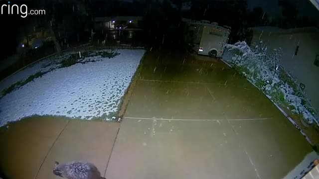 Floodlight cam catches cute guest enjoying the snow