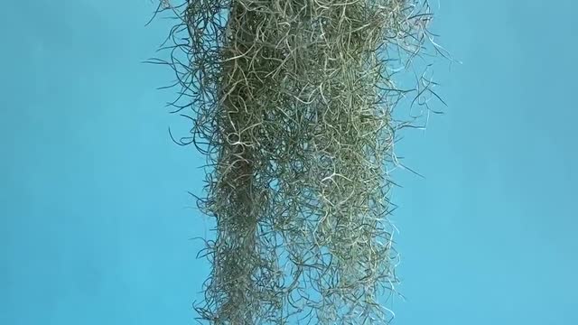 Hanging Plant Gently Blown By Wind