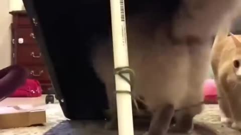 Playful antly dodge it or engage in a game of keep-away.