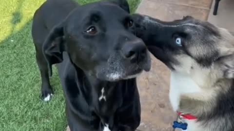 Trining dogs.....