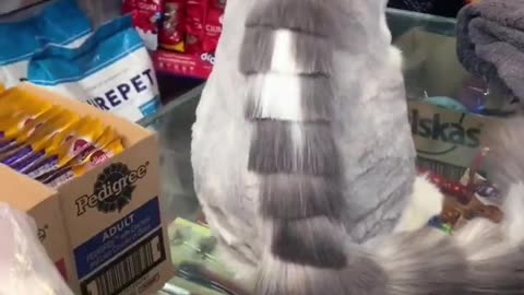 HEAVY BONE | HAIR CUT | PERSIAN CAT