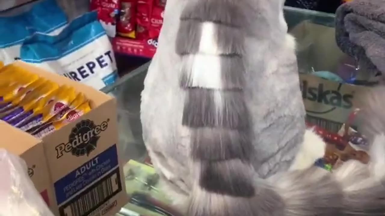 HEAVY BONE | HAIR CUT | PERSIAN CAT