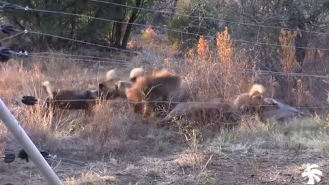 wild Epic Battle Of Wild dogs vs Animals is not never _ Lion , Buffalo , warthog , deer.