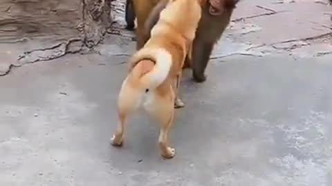 Dog vs monkey, which of these two won_