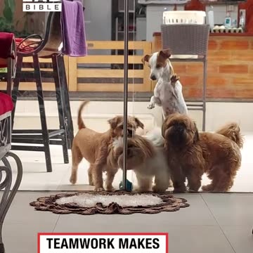 The Jack Russell is definitely the leader 😂