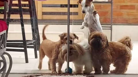 The Jack Russell is definitely the leader 😂