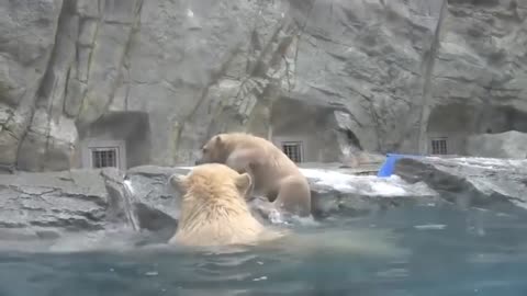 Horrible News Video of man vs Lion