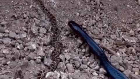 King snake eats snake