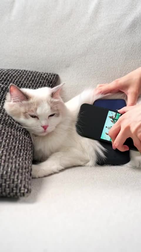 Watch the pets and their beauty 😍 😘