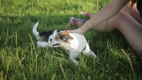 A girl is sitting on the grass and playing with a small dog
