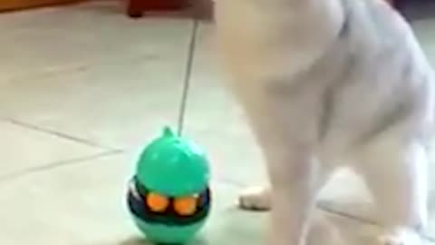 Cat Toys Tumbler