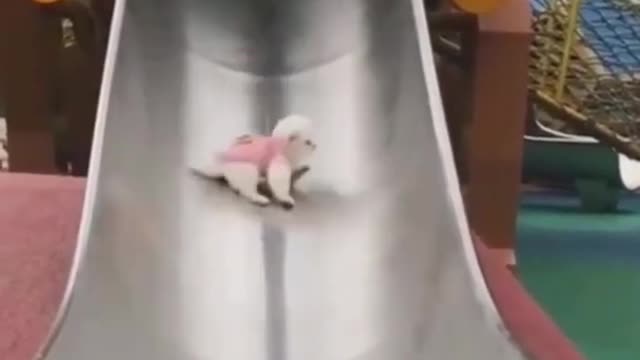 cute dog ❤️ baby dog 🐩 funny dogs videos compilation #shorts #dogs(14)