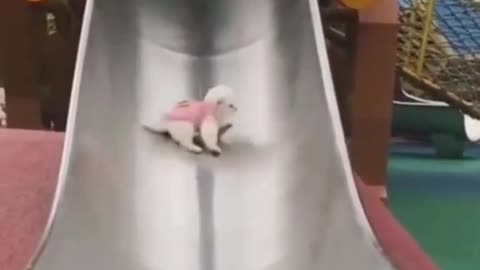cute dog ❤️ baby dog 🐩 funny dogs videos compilation #shorts #dogs(14)