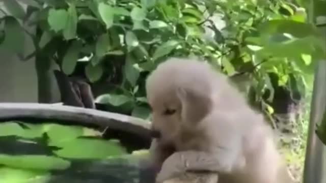 Dogs playing with water