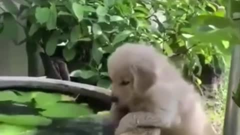 Dogs playing with water