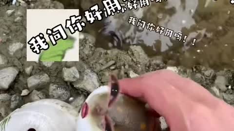 Fugu: Nobody speaks for me?