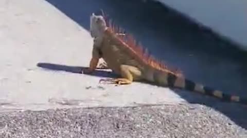 Strangers Help Save Iguana on Highway