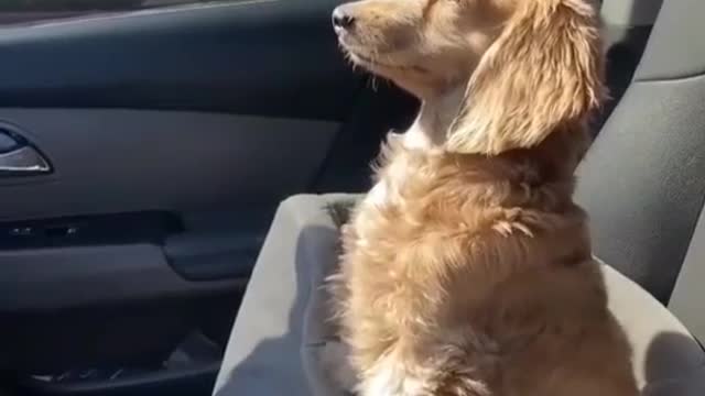 Dog in the car