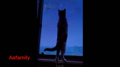 Cat is looking at the sky at night and enjoying his own company love animal🐈️🌑🌑