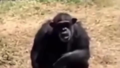 Monkey of culture