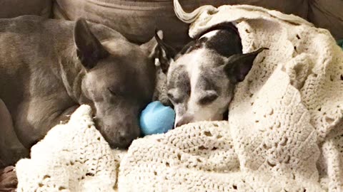 Fur baby’s