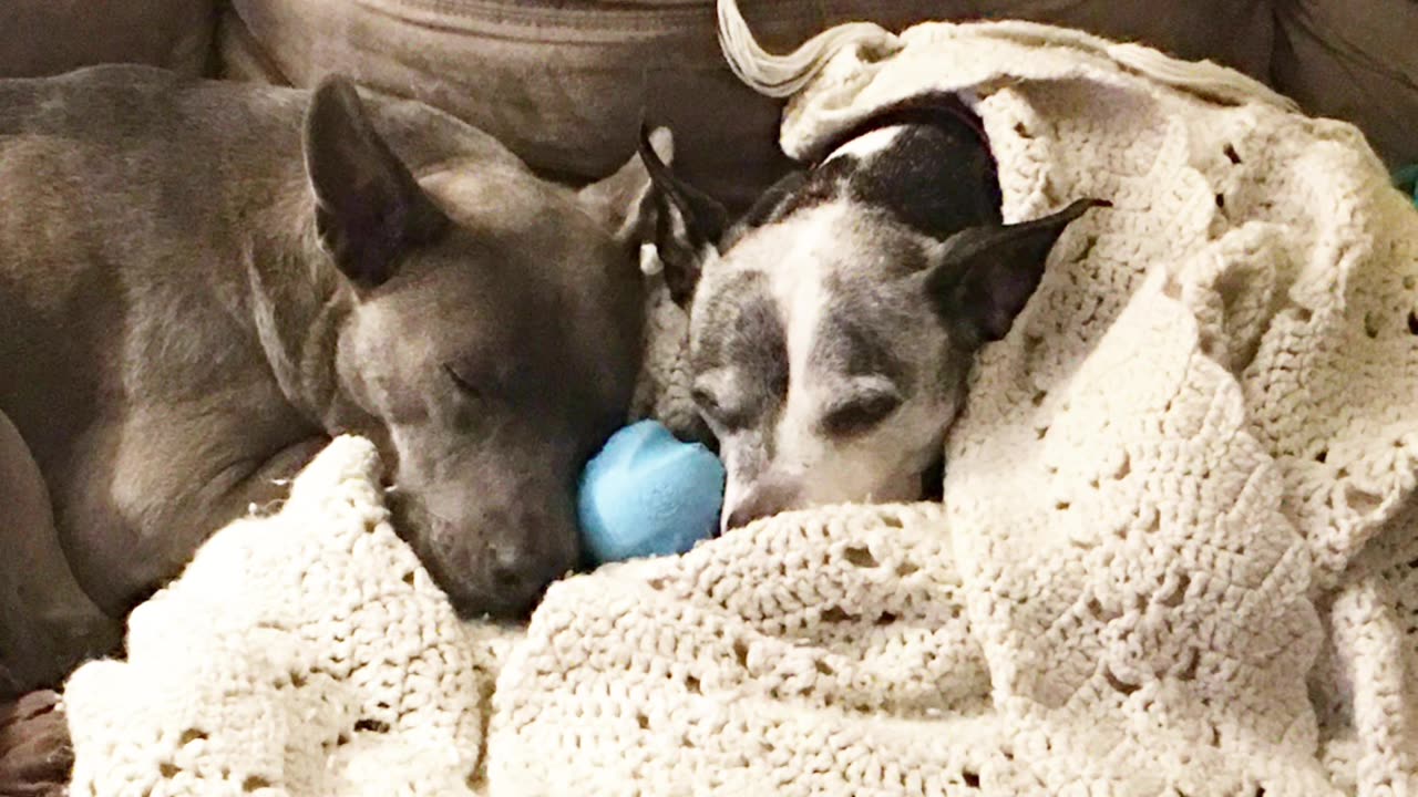 Fur baby’s