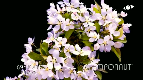 Blooming Apple Flowers Stock Footage Video