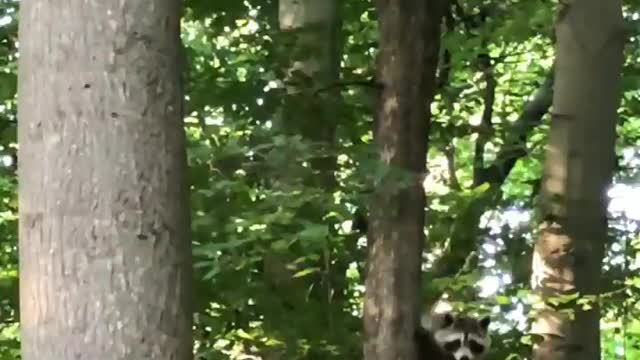 Amazing wild animal amazing wildlife #animalchannel #shorts #youtubeshorts #wildlife #animalmeeting