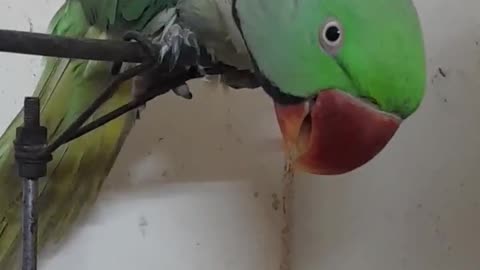 Parrot nice talking