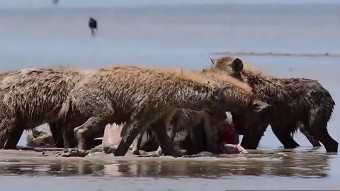 Hyenas Tear Into Hippo's Flesh Ruthlessly