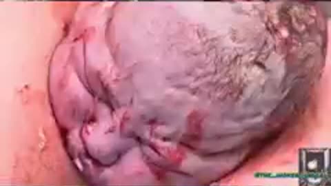 WATCH THEIR "SECRETS"