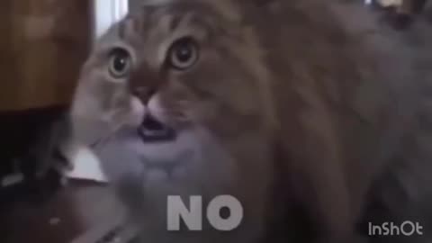 Cute cat\\#funnycat #funnycats #catfunny #catsarefunny #catvideosfunny #funnyvideocat