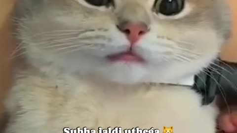 Cat reaction funny shorts