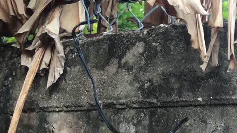 Lizard hunting for food on a wall and in the banana tree